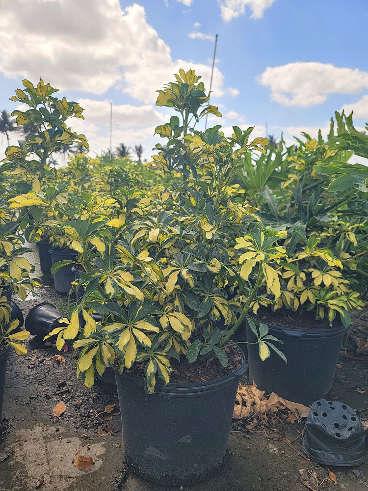 schefflera-arboricola-trinette-umbrella-tree