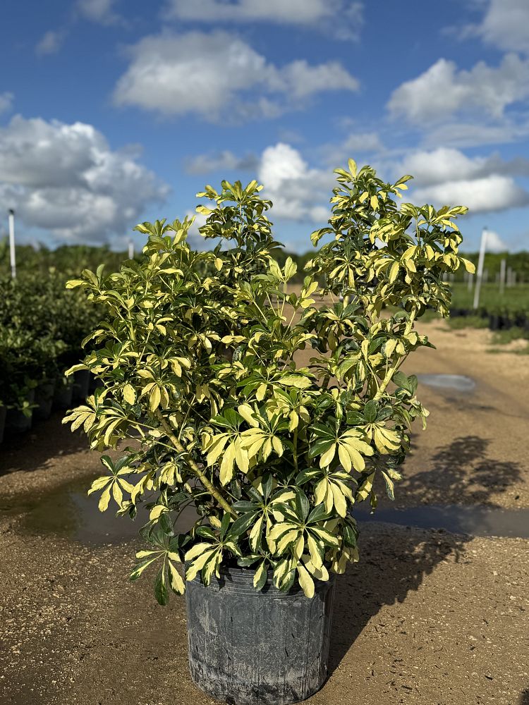 schefflera-arboricola-trinette-umbrella-tree