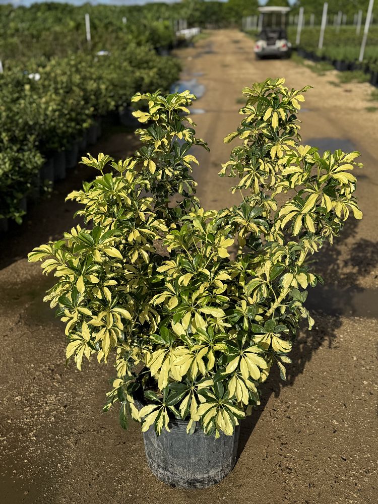 schefflera-arboricola-trinette-umbrella-tree