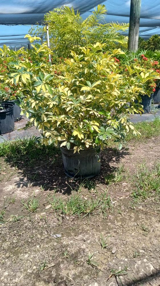 schefflera-arboricola-trinette-umbrella-tree