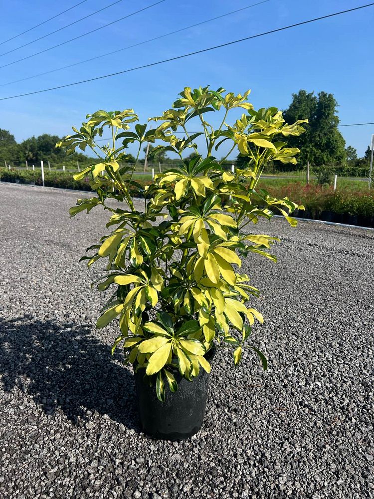 schefflera-arboricola-trinette-umbrella-tree