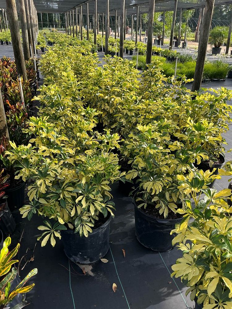 schefflera-arboricola-trinette-umbrella-tree