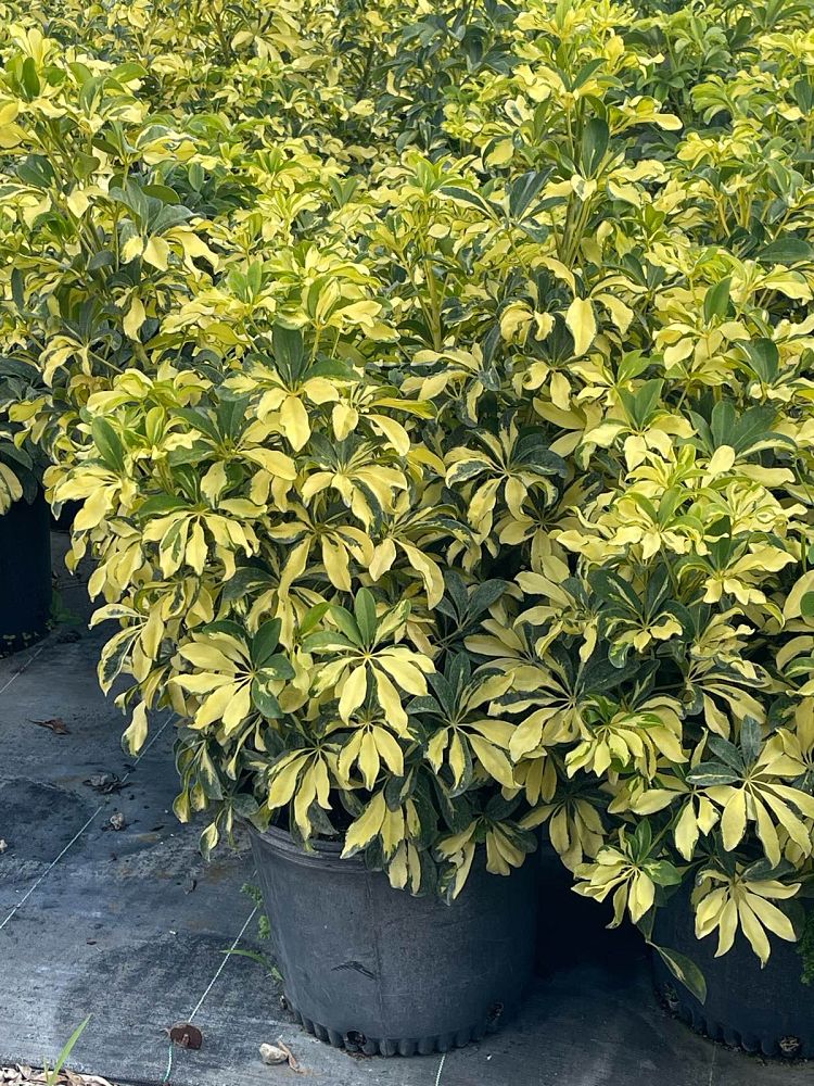 schefflera-arboricola-trinette-umbrella-tree