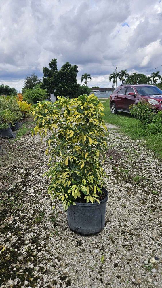 schefflera-arboricola-trinette-umbrella-tree