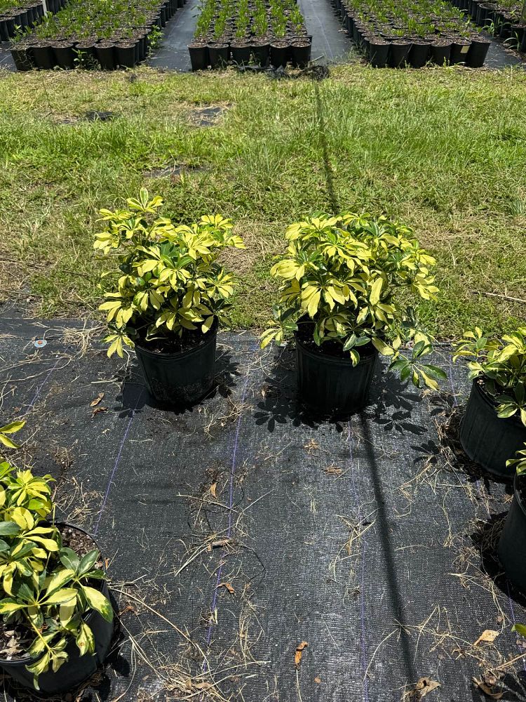 schefflera-arboricola-trinette-umbrella-tree