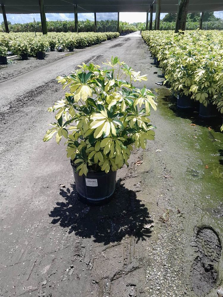 schefflera-arboricola-trinette-umbrella-tree