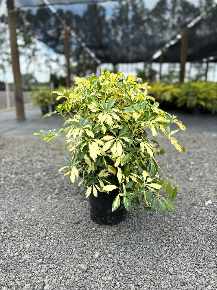 schefflera-arboricola-trinette-umbrella-tree