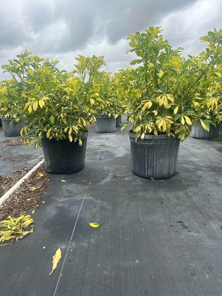 schefflera-arboricola-trinette-umbrella-tree