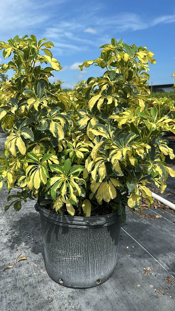 schefflera-arboricola-trinette-umbrella-tree