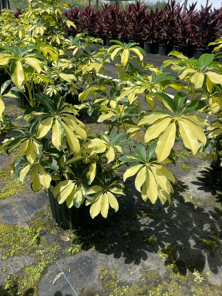 schefflera-arboricola-trinette-umbrella-tree