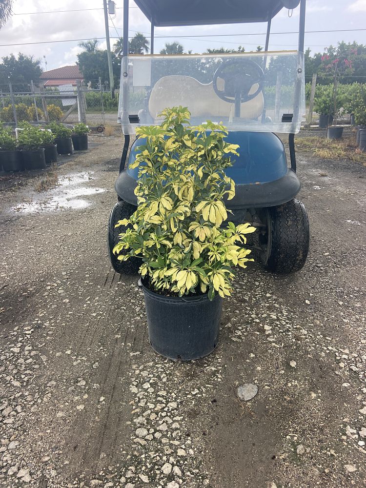 schefflera-arboricola-trinette-umbrella-tree
