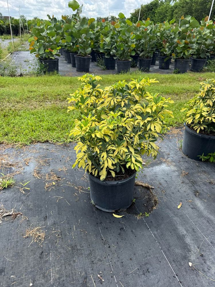 schefflera-arboricola-trinette-umbrella-tree