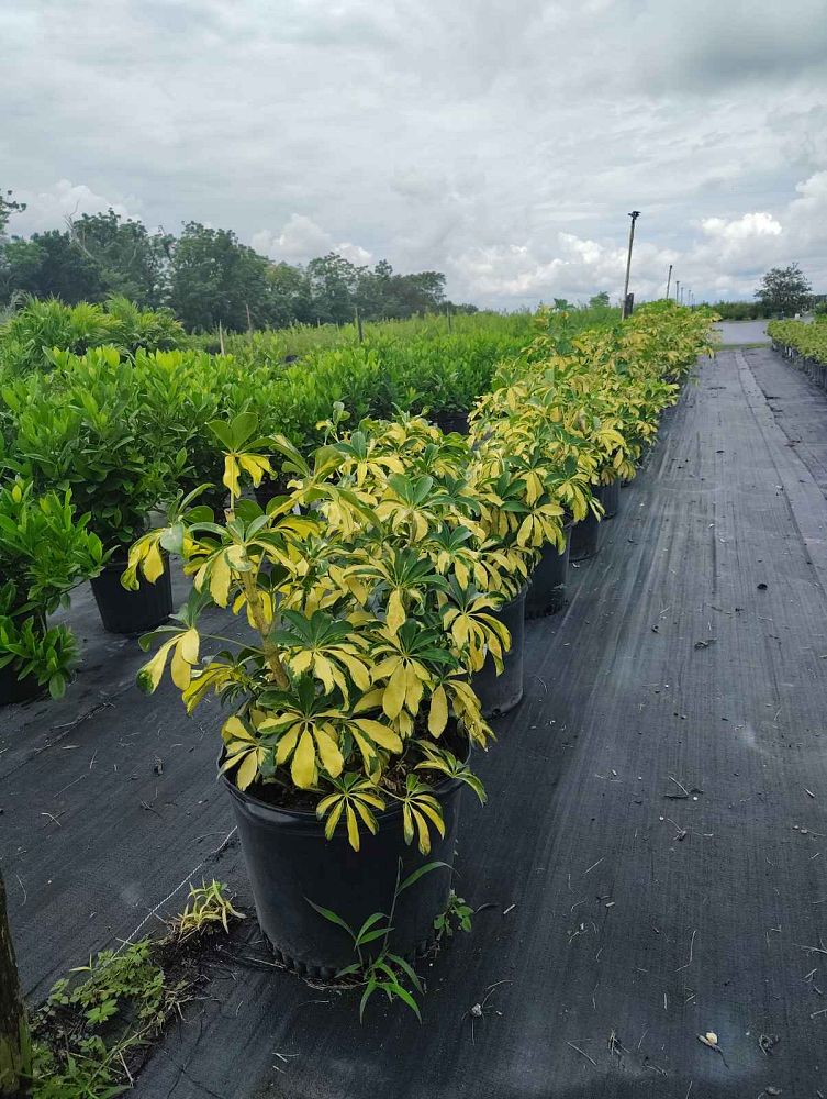 schefflera-arboricola-trinette-umbrella-tree