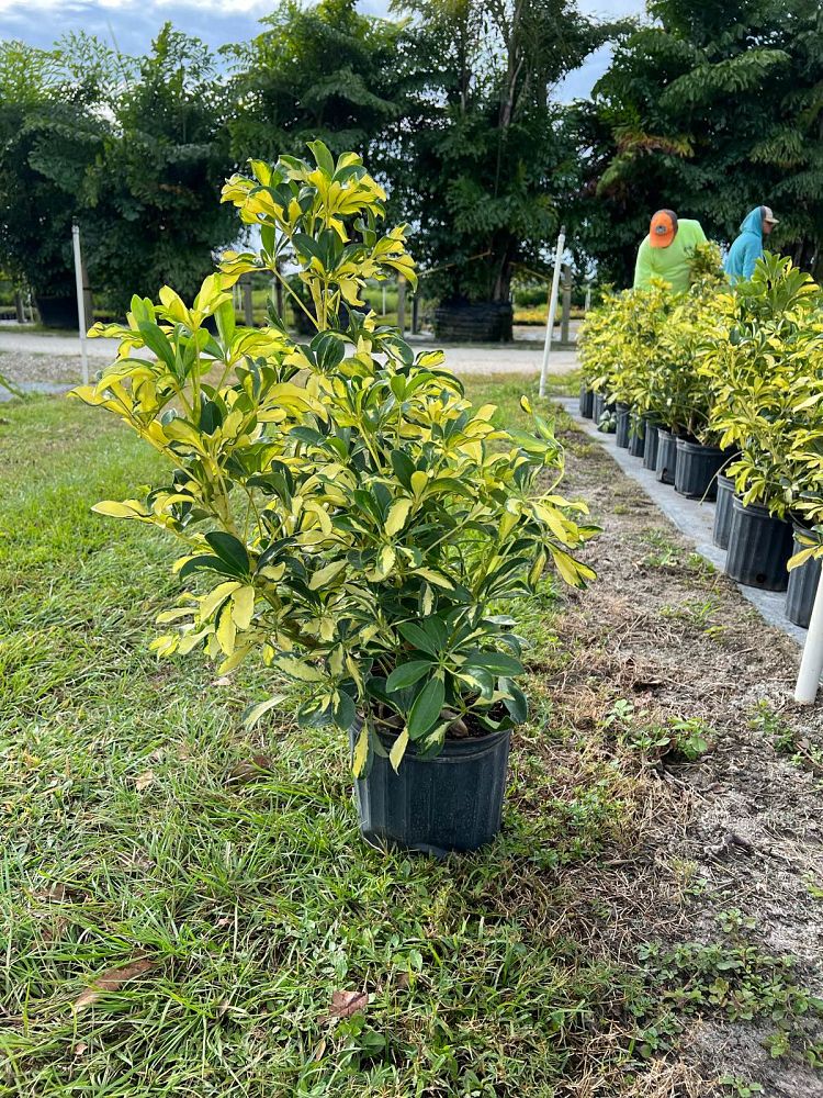 schefflera-arboricola-trinette-umbrella-tree