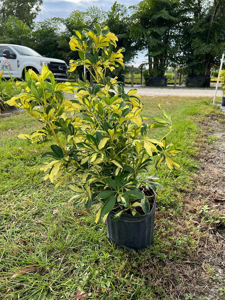 schefflera-arboricola-trinette-umbrella-tree