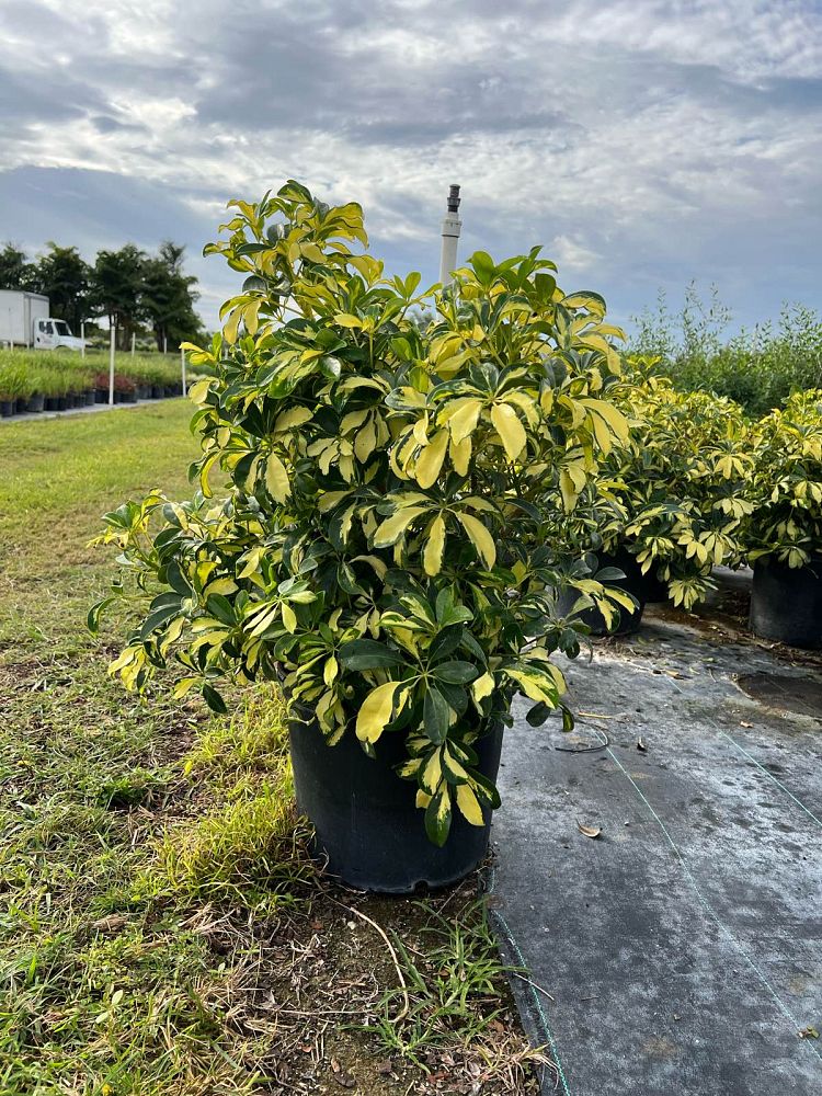schefflera-arboricola-trinette-umbrella-tree