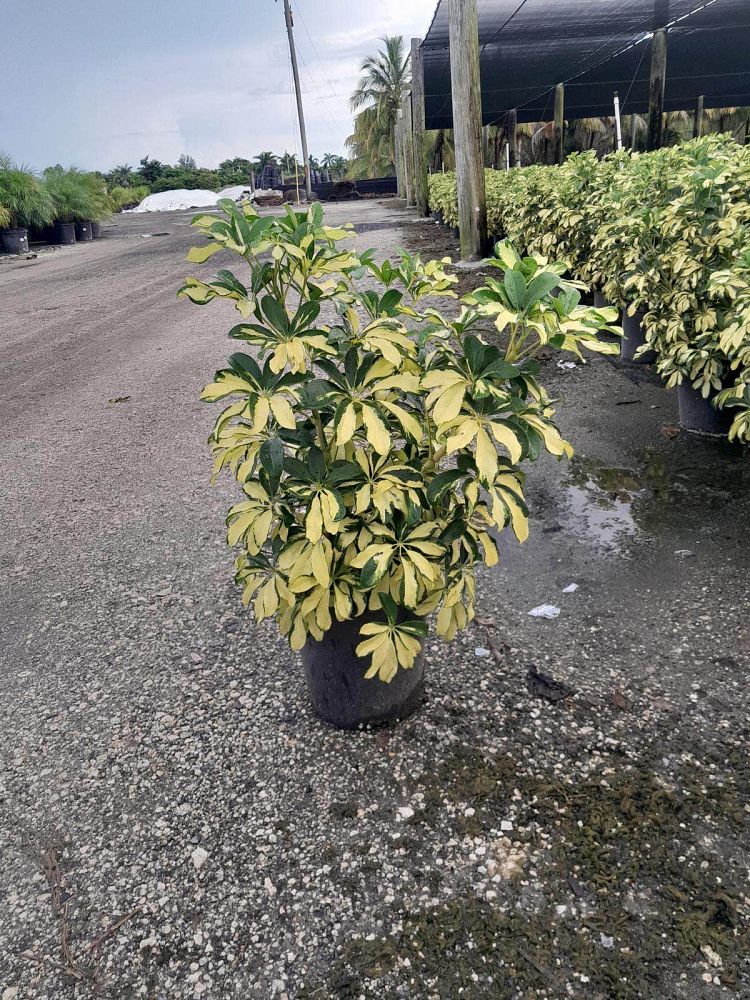 schefflera-arboricola-trinette-umbrella-tree