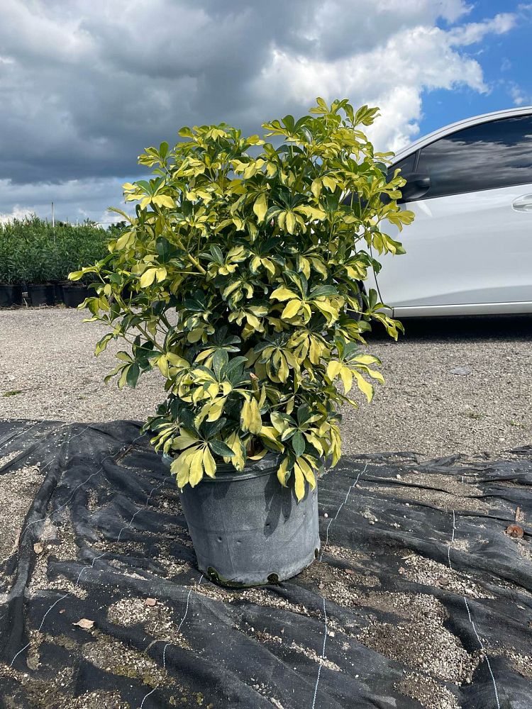 schefflera-arboricola-trinette-umbrella-tree