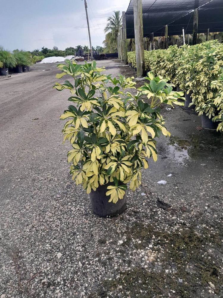 schefflera-arboricola-trinette-umbrella-tree