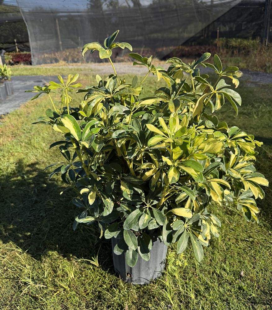 schefflera-arboricola-trinette-umbrella-tree