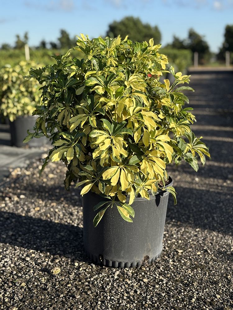 schefflera-arboricola-trinette-umbrella-tree