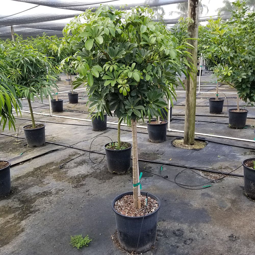 schefflera-arboricola-umbrella-tree