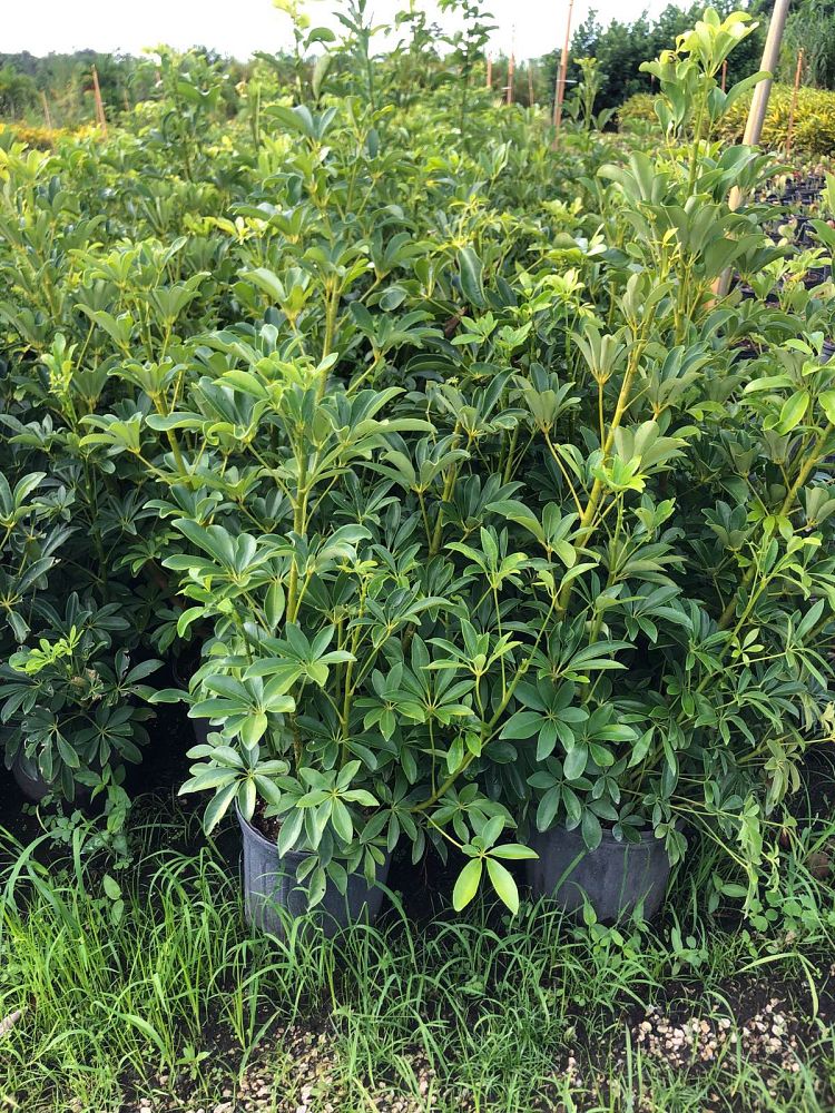 schefflera-arboricola-umbrella-tree