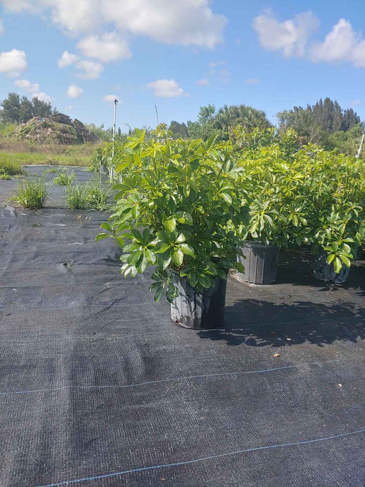 schefflera-arboricola-umbrella-tree