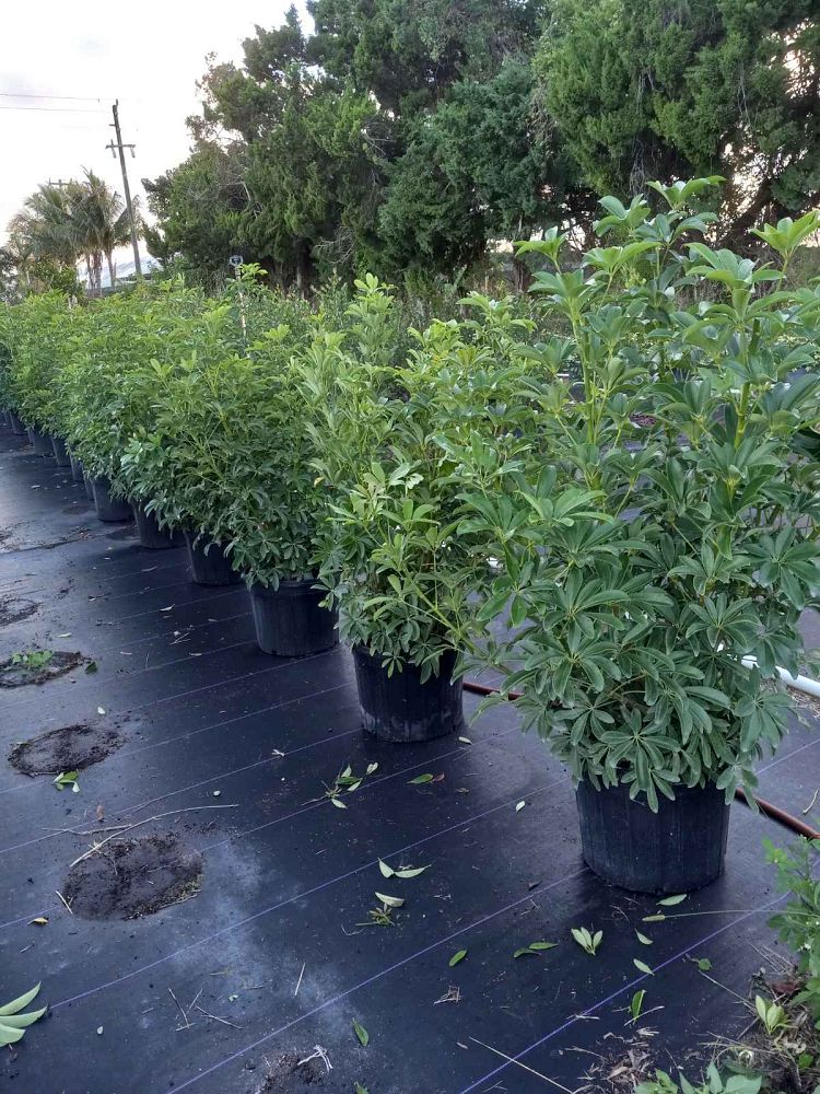 schefflera-arboricola-umbrella-tree