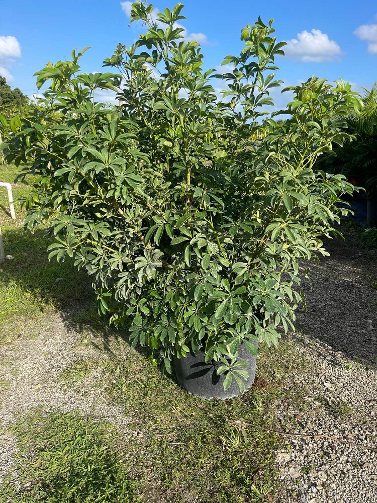 schefflera-arboricola-umbrella-tree