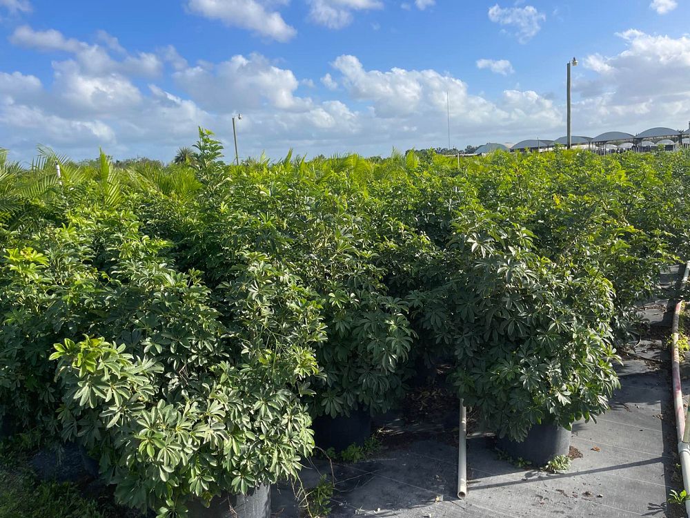 schefflera-arboricola-umbrella-tree