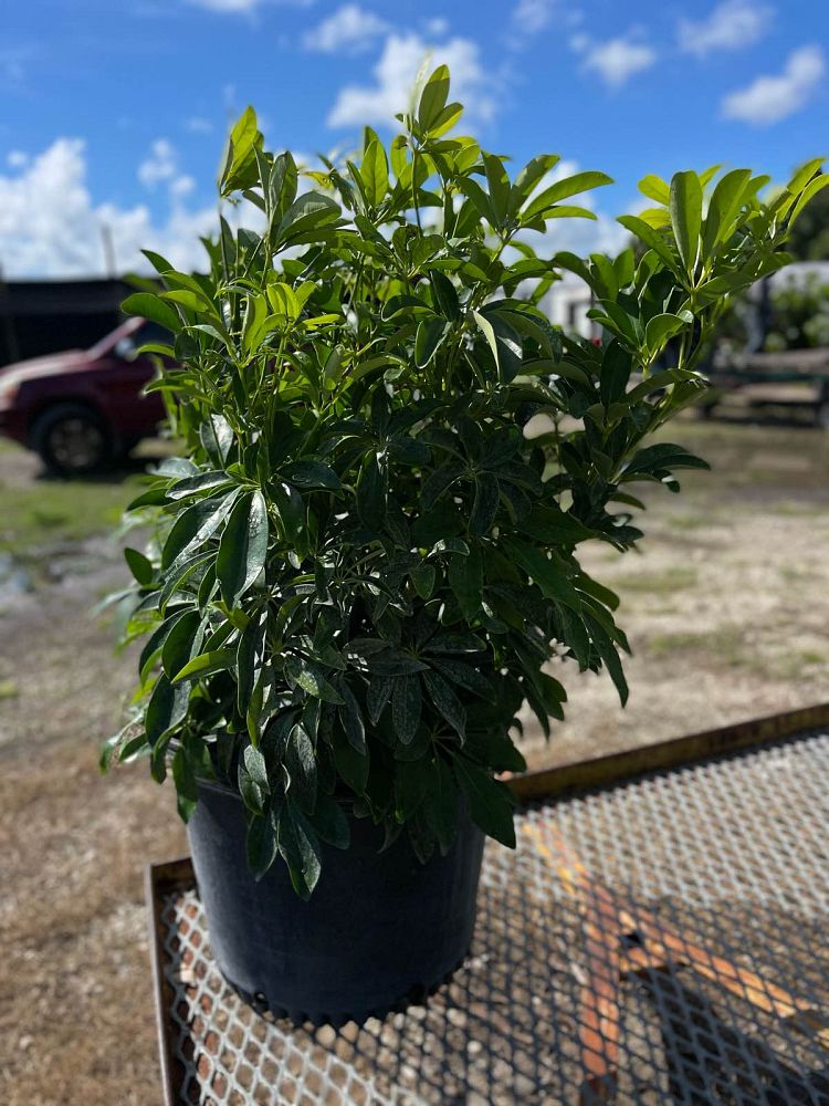 schefflera-arboricola-umbrella-tree