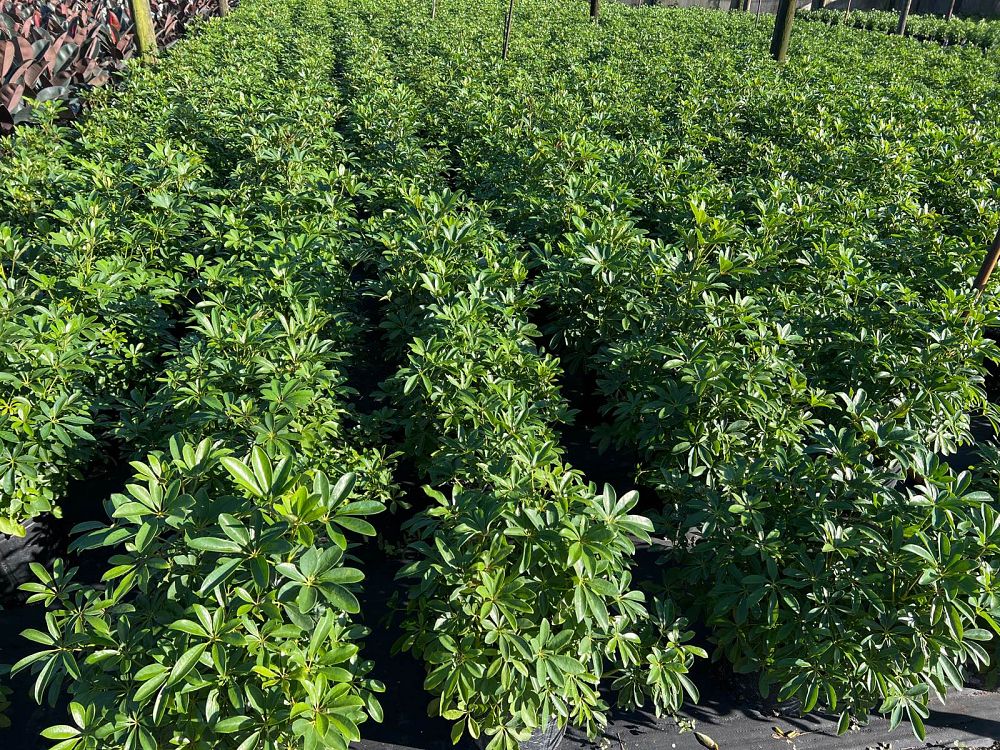 schefflera-arboricola-umbrella-tree