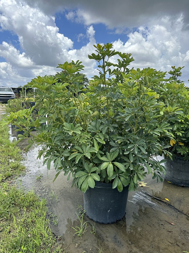 schefflera-arboricola-umbrella-tree