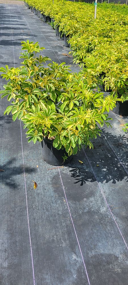 schefflera-arboricola-umbrella-tree