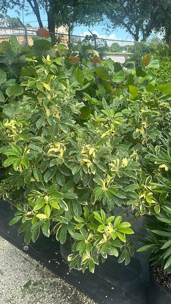 schefflera-arboricola-umbrella-tree