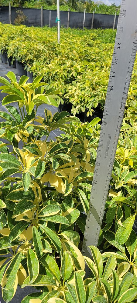 schefflera-arboricola-umbrella-tree
