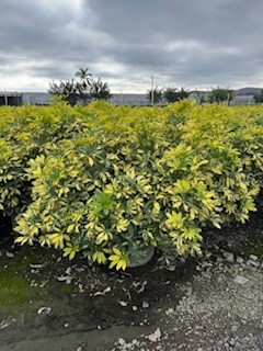 schefflera-arboricola-umbrella-tree