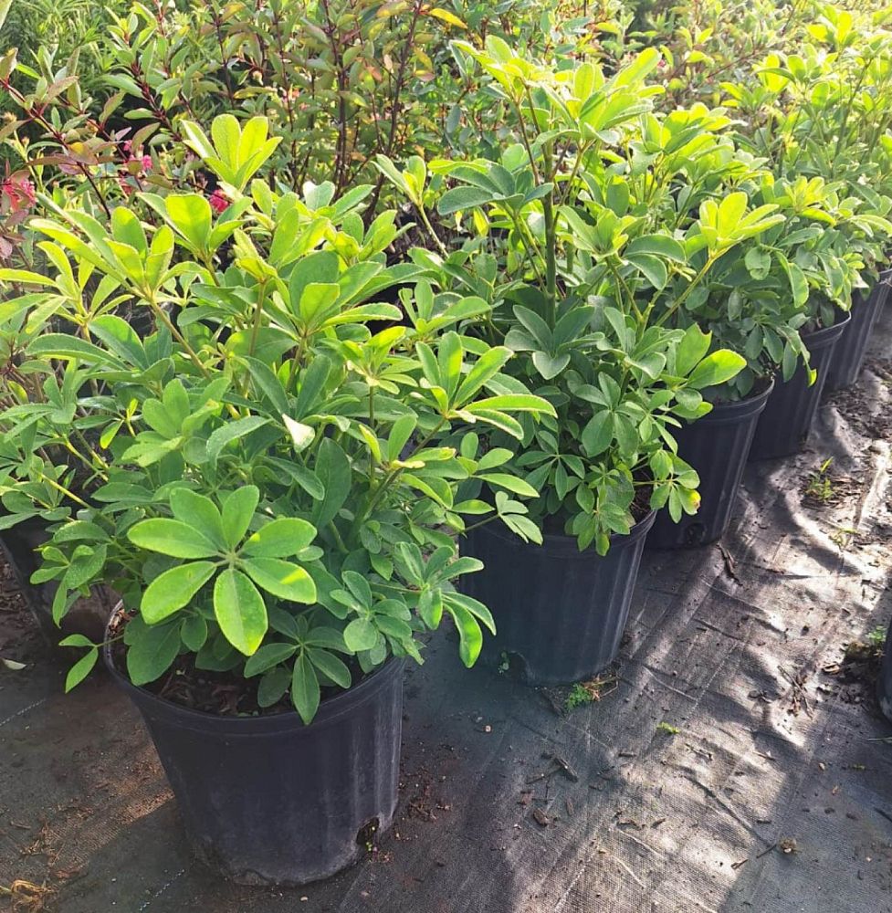 schefflera-arboricola-umbrella-tree