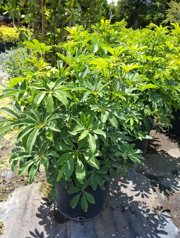 schefflera-arboricola-umbrella-tree