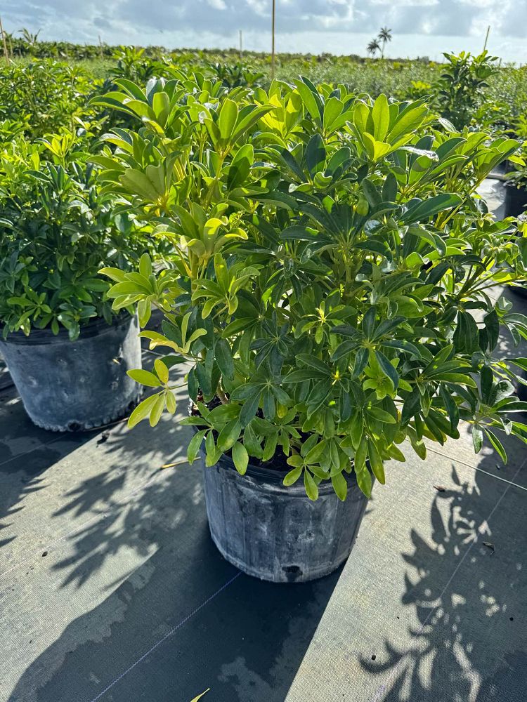 schefflera-arboricola-umbrella-tree