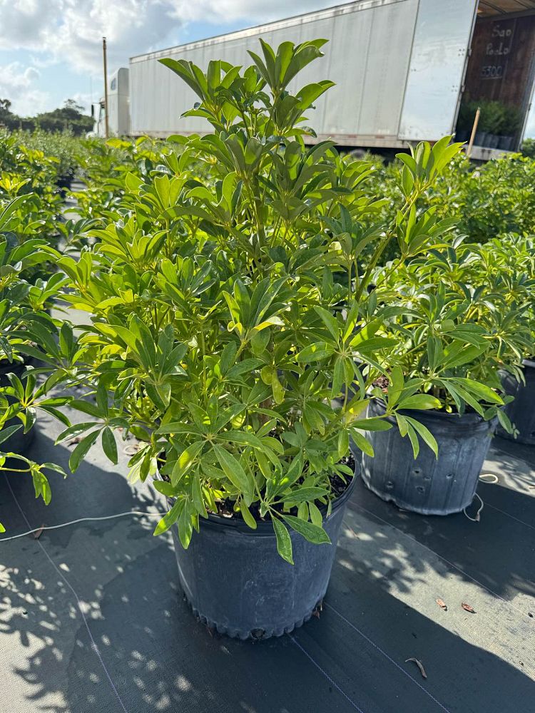 schefflera-arboricola-umbrella-tree