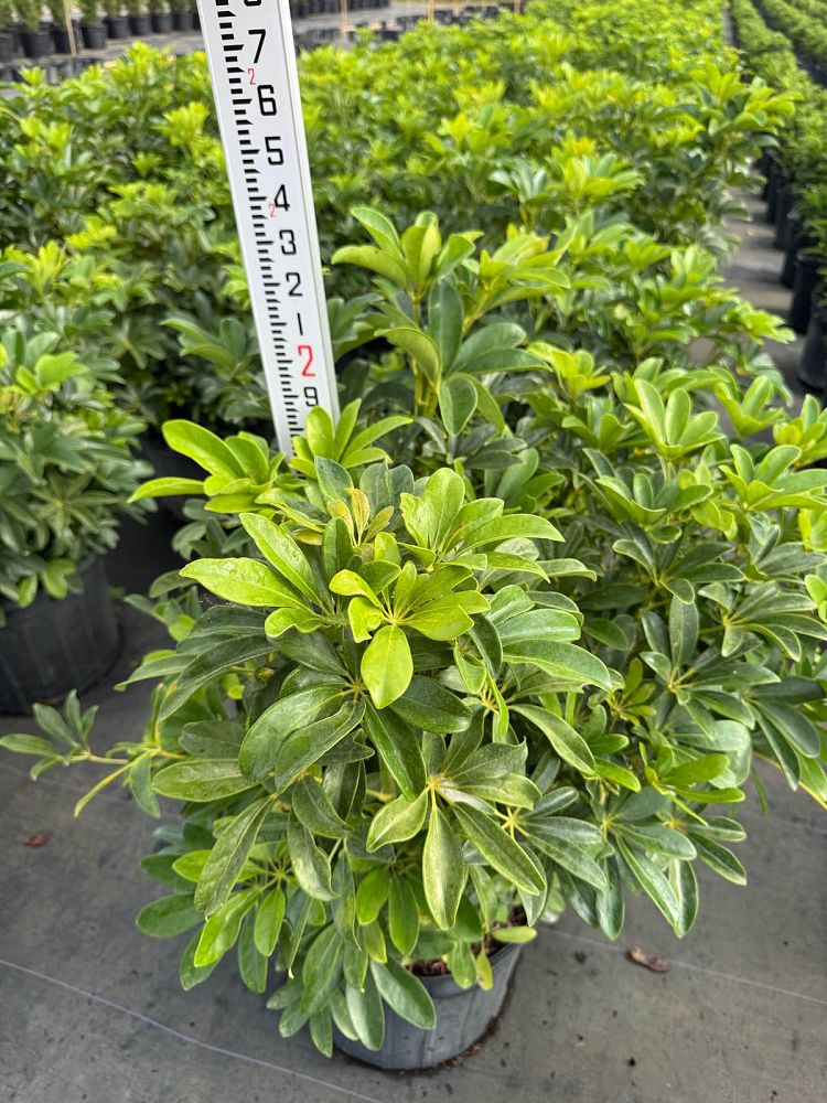 schefflera-arboricola-umbrella-tree