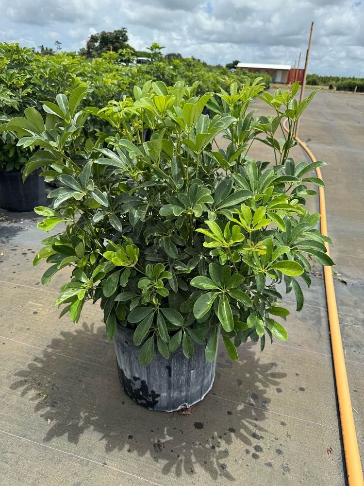 schefflera-arboricola-umbrella-tree