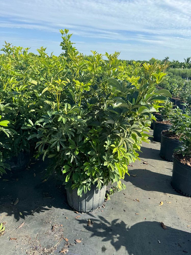 schefflera-arboricola-umbrella-tree