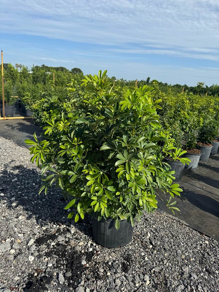 schefflera-arboricola-umbrella-tree