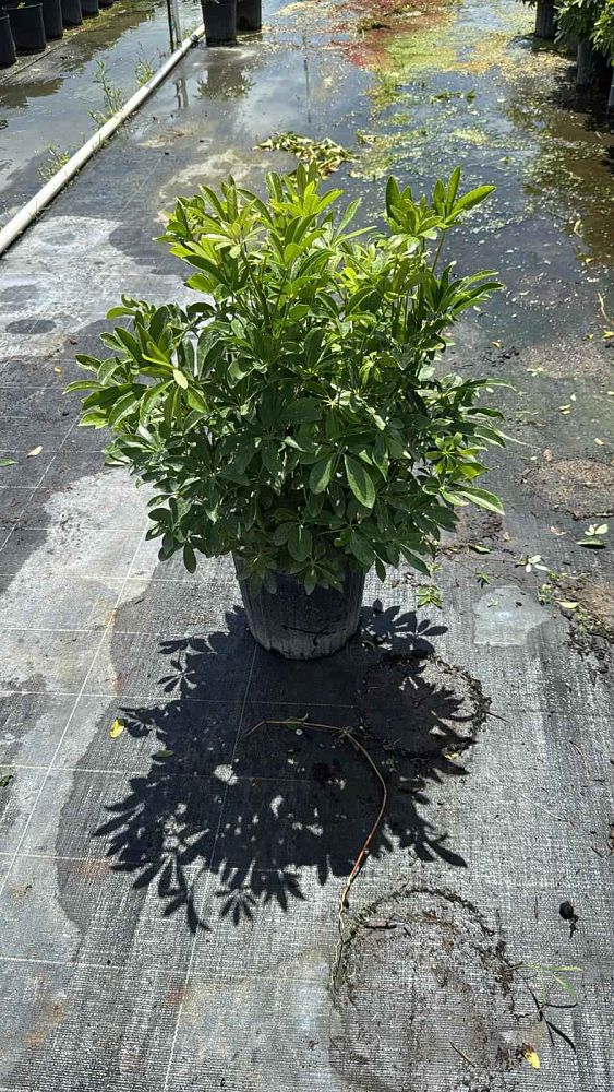 schefflera-arboricola-umbrella-tree