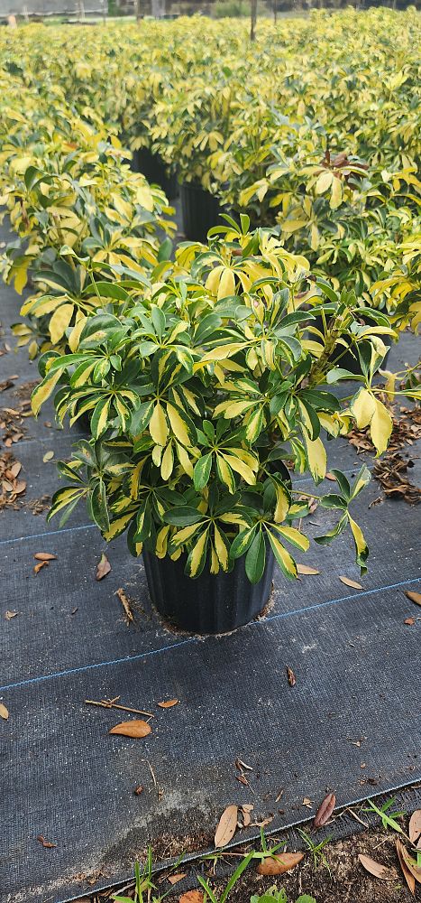 schefflera-arboricola-variegata-umbrella-tree