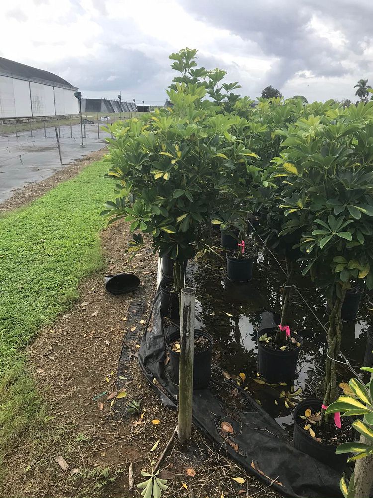 schefflera-arboricola-variegata-umbrella-tree