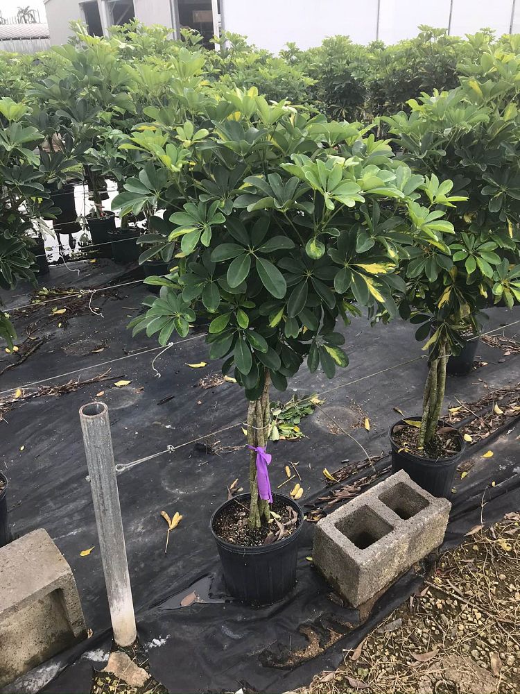 schefflera-arboricola-variegata-umbrella-tree